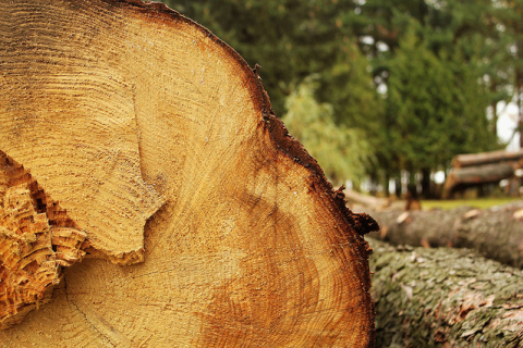 Столичний власник землі сплатив 700 тисяч за вирубування дерев
