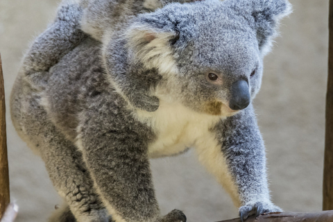 В Австралії усипили 700 коал