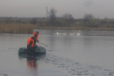 На Київщині врятували примерзлих до криги лебедів