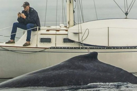 Занурившись у мобільний, чоловік не помітив кита