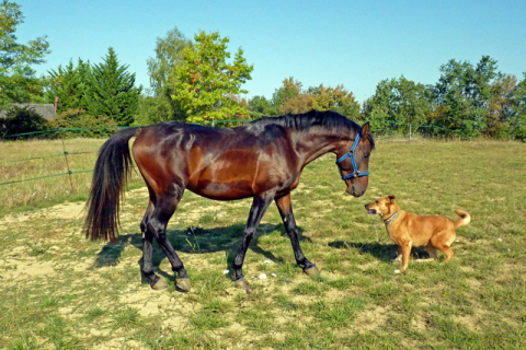 Исследователи объяснили, почему лошади и собаки могут играть вместе