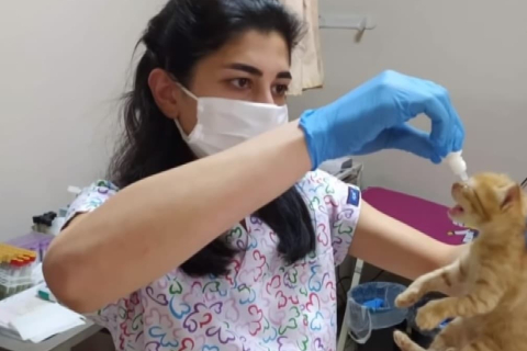 У Туреччині бездомна кішка прийшла до лікарів разом з кошенятами за допомогою
