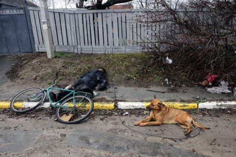 "Хатико из Украины". Собака рядом с телом после боевых действий в пригороде Киева