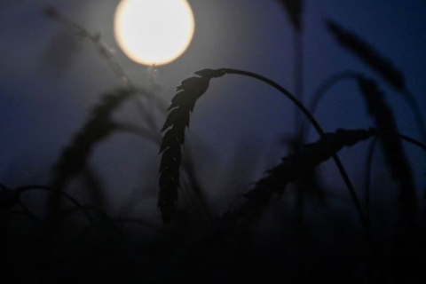 Угорщина хоче заборонити українське зерно до кінця 2023 року