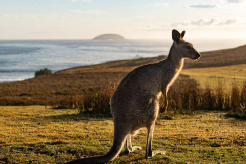 5 австралийских штатов установили квоту, позволяющую убить 5 миллионов кенгуру в этом году, — сообщает CNN