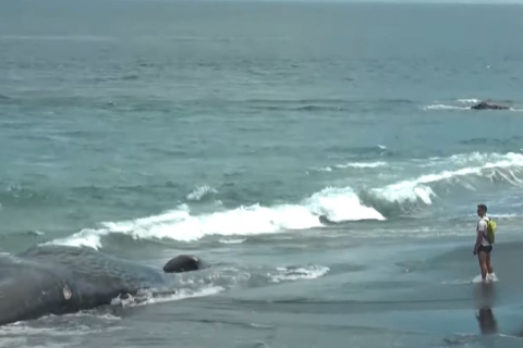 Три кити викинулися на Балі за місяць (ВІДЕО)