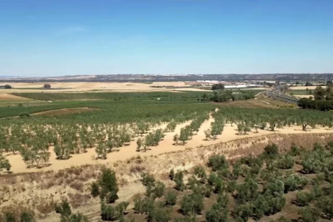 В результате продолжающейся засухи большая часть испанской сельской местности засохла