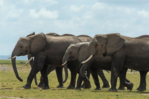 Африканские слоны используют уникальный запах тела для общения — исследование