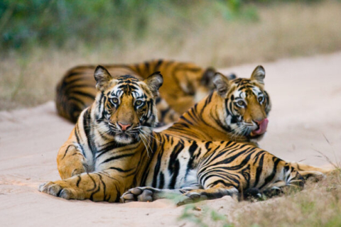 Корінні племена Індії відстоюють свої права на спільне життя в лісах із тиграми (ВІДЕО)