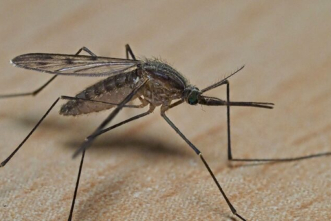 Біологи борються з лихоманкою Денге за допомогою стерилізованих комарів (ВІДЕО)