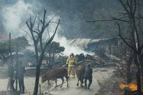 Один человек погиб, сотни спасаются бегством от лесного пожара в южнокорейском приморском городе
