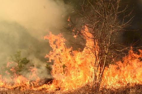 Лісові пожежі вирують на кордоні Франції та Іспанії (ВІДЕО)