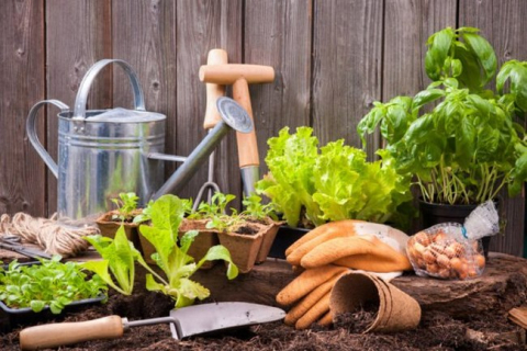 Основні інструменти, що необхідні кожному садівникові
