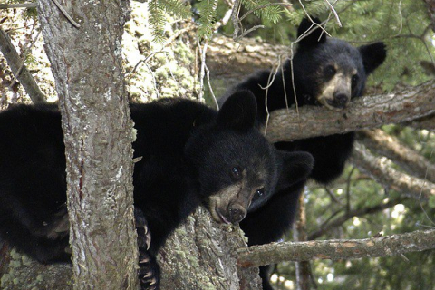 Медвежонка, насильно снятого с дерева для фотосессии, отыскали в Северной Каролине