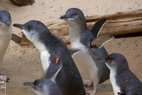 Відео про малих пінгвінів стало хітом на YouTube