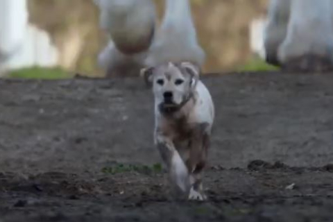 На YouTube миллионы просмотров набрал ролик «Потерянная собака»