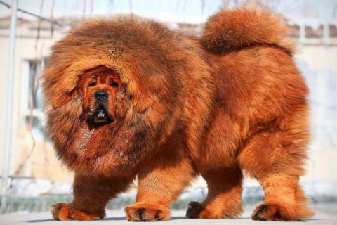 Самые огромные собаки в мире