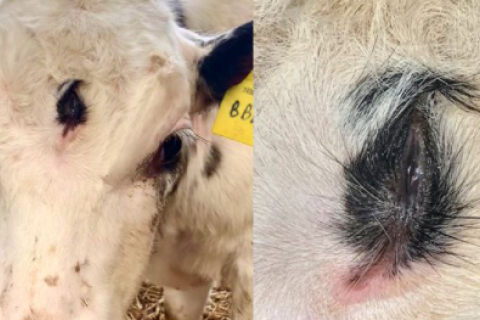 На одной из ферм Уэльса родился теленок с тремя глазами