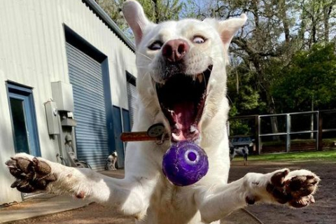 «Его улыбка до ушей!» — курьезного пса сняли в тот самый момент, когда он увидел брошенный мячик