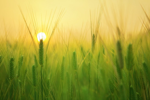 Тонкости выращивания озимой пшеницы в фермерском хозяйстве