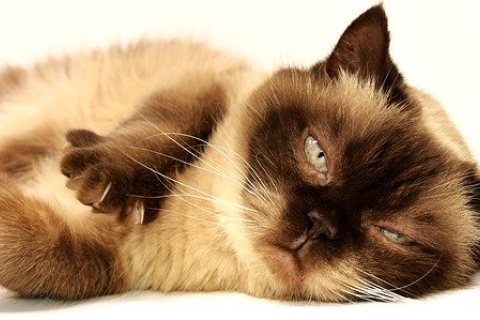 «Моя родная, дорогая»: соскучившийся по хозяйке кот растрогал соцсети