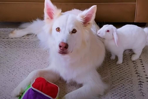 Уморительные альбиносы: белый пес и белый кролик стали неразлучными друзьями