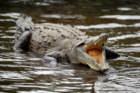 М'ясо крокодила може спричинити анафілаксію у людей з алергією на рибу, попереджають експерти