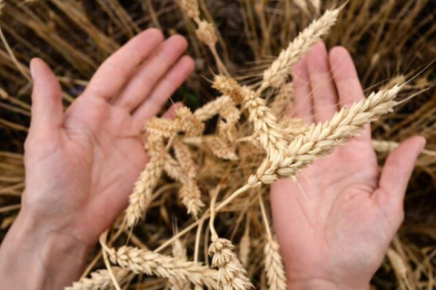 Пакистан платитиме готівкою за імпорт пшениці з Росії на тлі західних санкцій