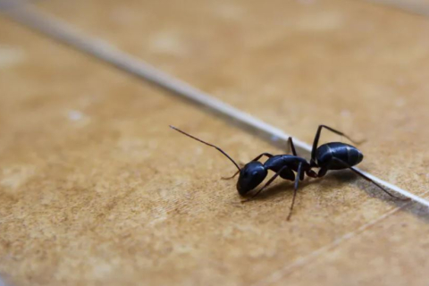 Как не допустить появление муравьев в доме