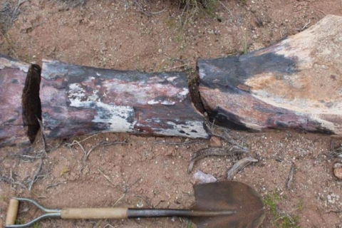 Палеонтологи обнаружили в Аргентине окаменелость динозавра с длинной шеей