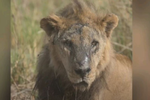 Одного з найстаріших левів Африки вбили в Кенії (ВІДЕО)