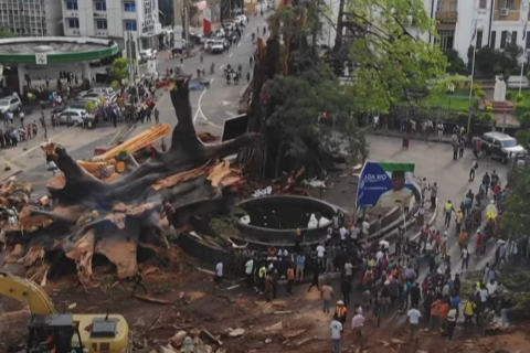 Символическое хлопковое дерево Сьерра-Леоне упало во время шторма
