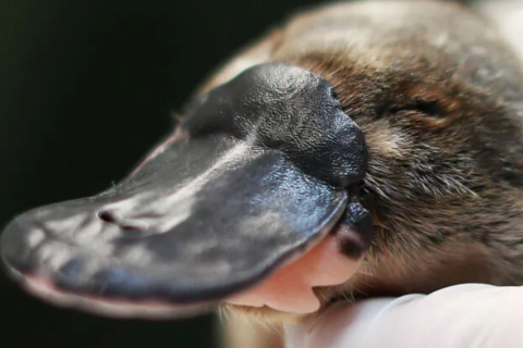 Утконосы вновь завезены в Королевский национальный парк Сиднея после 50-летнего перерыва