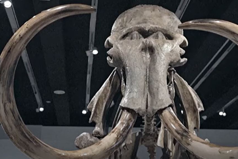 Скелет гігантського мамонта показали на виставці в Мадриді (ВІДЕО)