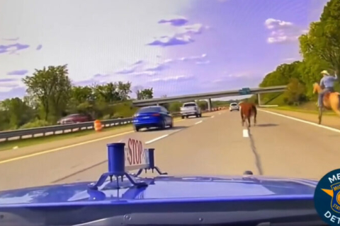 В США ковбой за допомогою ласо зловив корову на трасі (ВІДЕО)