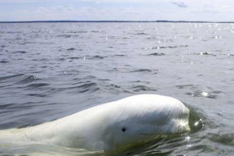 Норвежские власти призывают к осторожности в отношении "российского кита-шпиона"