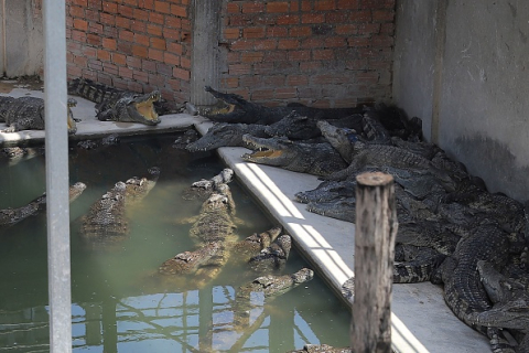 У Камбоджі чоловіка вбили 40 крокодилів після того, як він впав у вольєр (ВІДЕО)