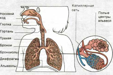 Что нужно знать родителям о болезнях дыхательных органов у детей