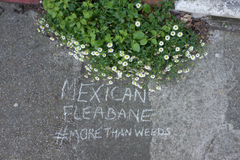 Вооружившись мелом, «бунтующие ботаники» исписали тротуары Лондона названиями растений