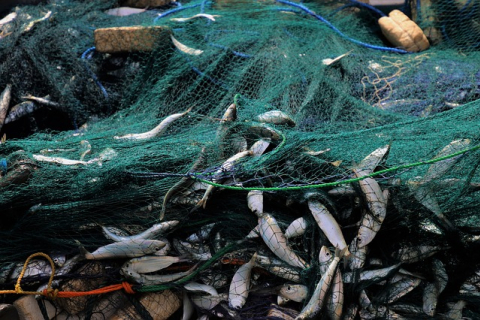 Вчені прогнозують, що більшість видів риб і ракоподібних до 2048 року зникнуть повністю