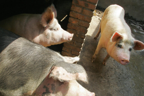 У Китаї впали ціни на свинину, свиноферми закриваються