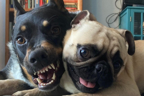 Емоційно курйозні фото собак, чиї мордочки говорять голосніше слів