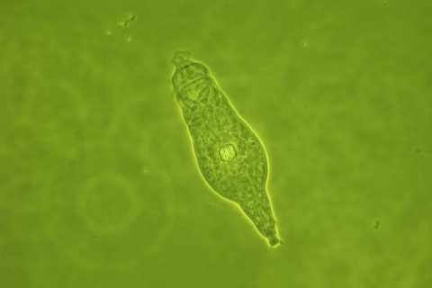 Учёные вернули к жизни микроскопических коловраток, которые 24 тысячи лет провели в вечной мерзлоте (ВИДЕО)