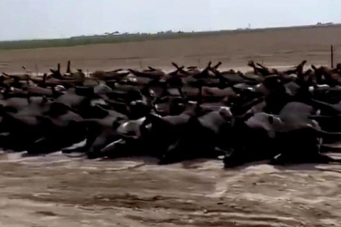 Жара убивает тысячи голов крупного рогатого скота в Канзасе