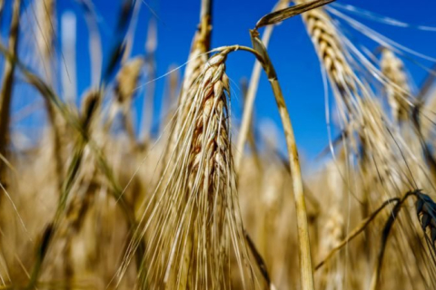 Попри кризу в Україні ціни на зерно падають — аналітики шукають пояснення