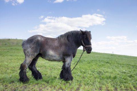 10 найвищих і найсильніших порід коней на планеті. ФОТОрепортаж