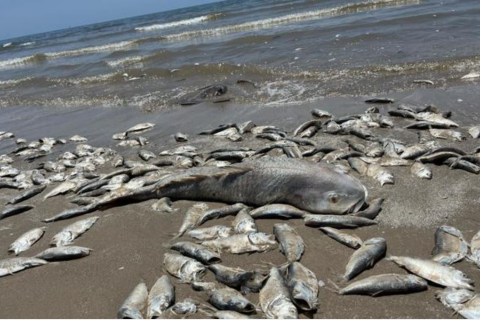 Тысячи мертвых рыб выбросило на побережье Техасского залива