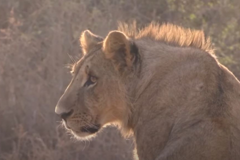 У Кенії вбивають левів через посуху (ВІДЕО)
