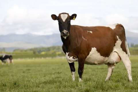 Новозеландская оппозиция отказывается от поддержки налога на выбросы метана животными