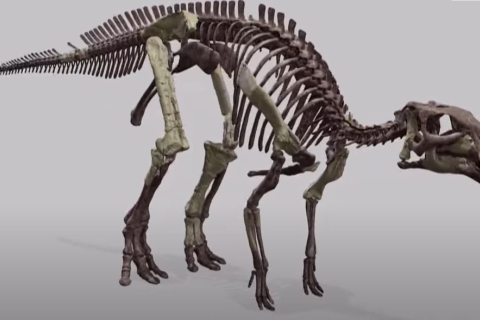 Чилі: Знайдено рештки нового виду качкодзьобого динозавра (ВІДЕО)